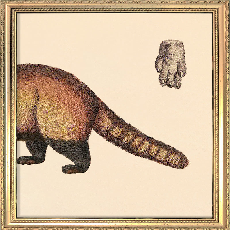 Raccoon Rear. Mini Print