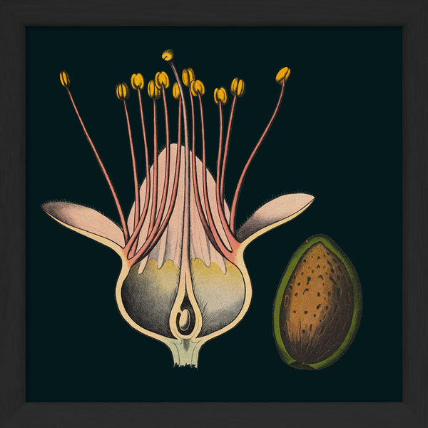 Almond Flower Details. Mini Print