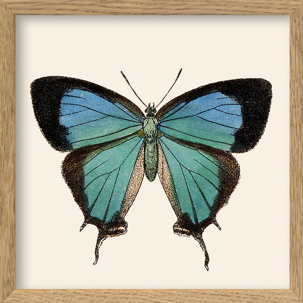 Blue Butterfly. Mini Print