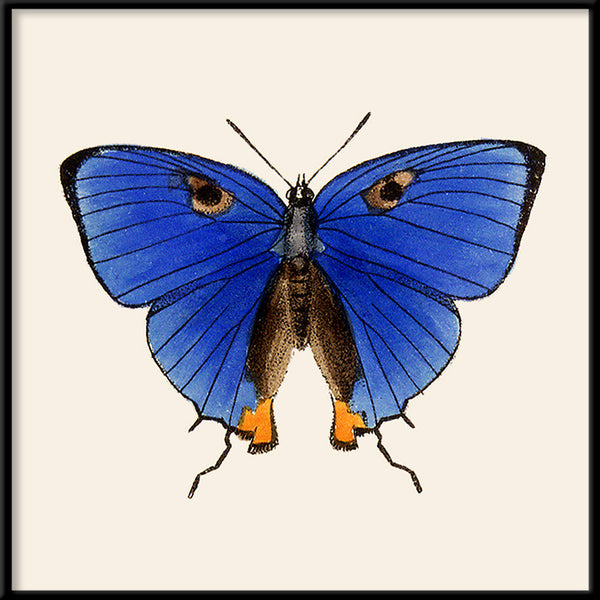Blue Butterfly. Mini Print