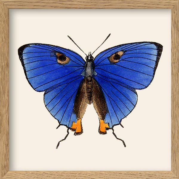 Blue Butterfly. Mini Print