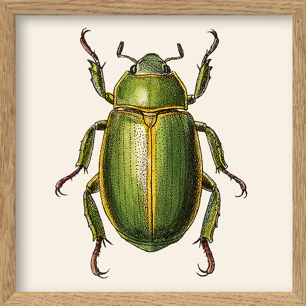 Green Insect. Mini Print