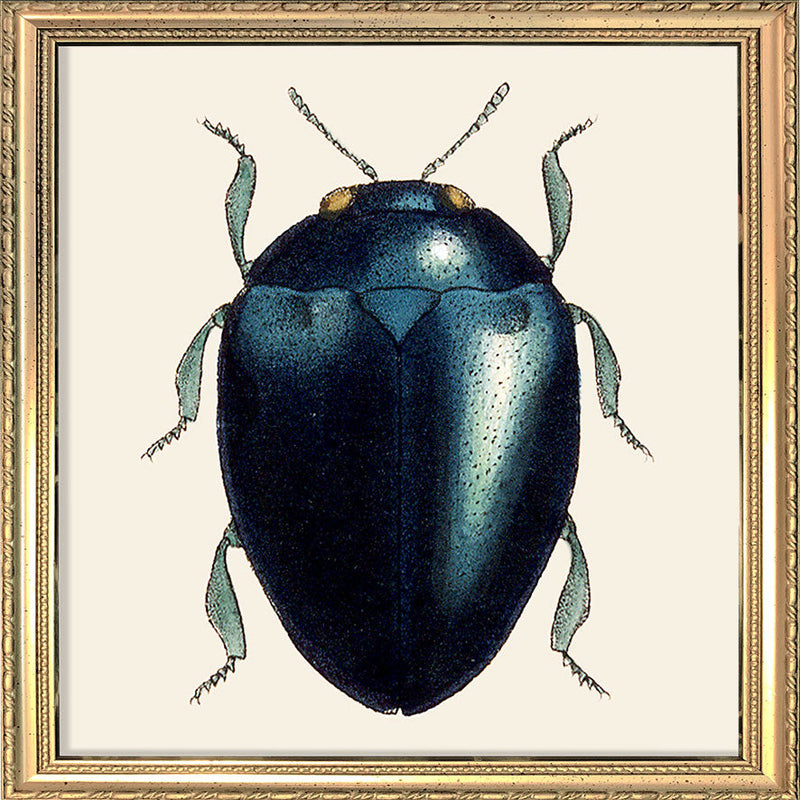 Black Beetle. Mini Print