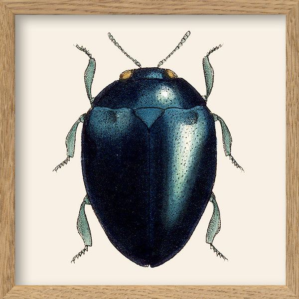 Black Beetle. Mini Print