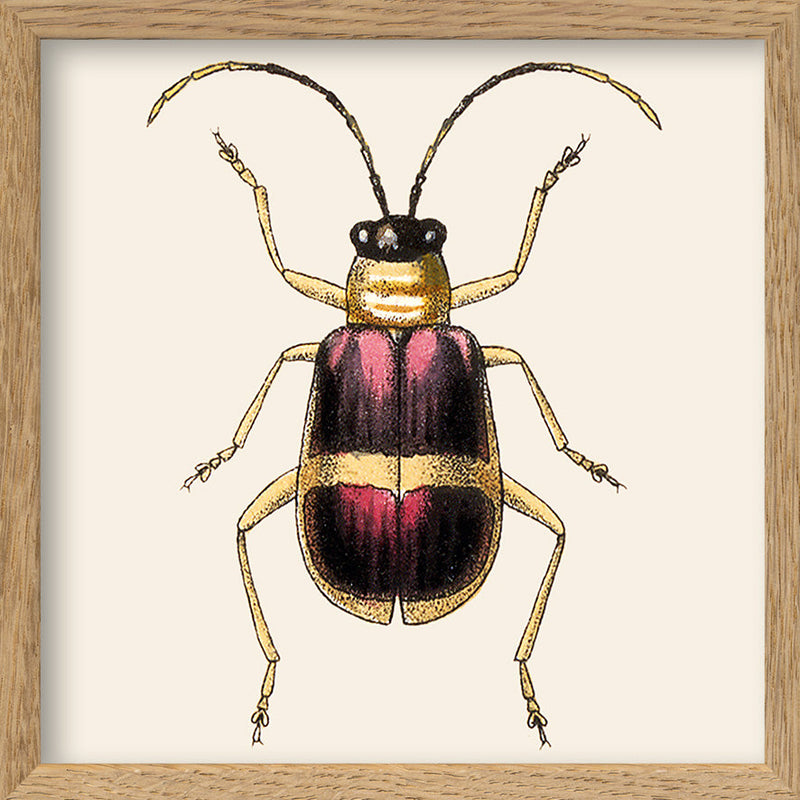 Purple and Gold Insect. Mini Print