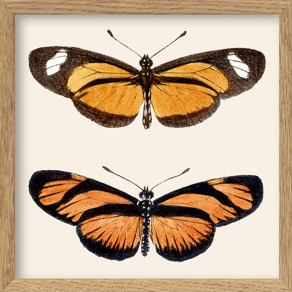 Orange Butterflies. Mini Print