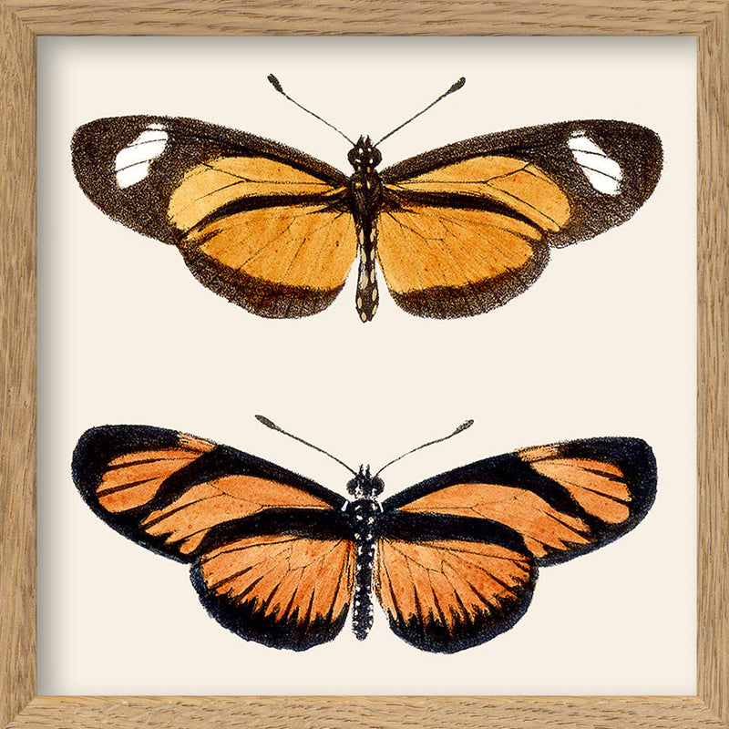 Orange Butterflies. Mini Print