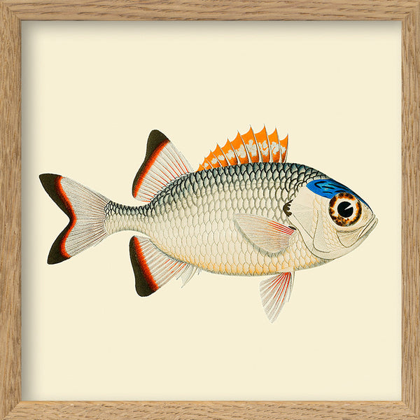 Orange, white and blue fish. Mini Print