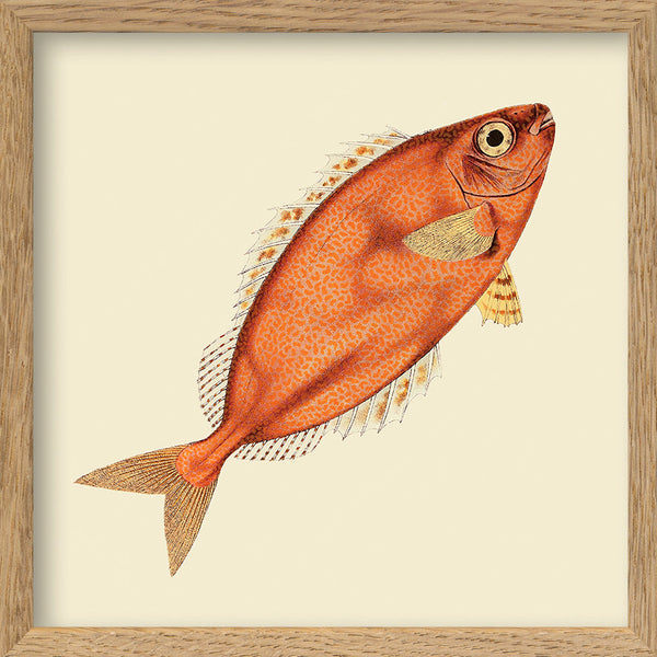 Orange Fish. Mini Print