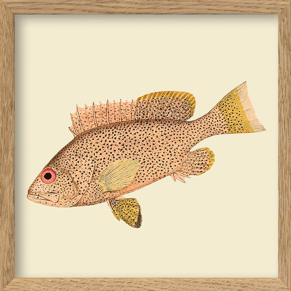 Light Pink Fish. Mini Print