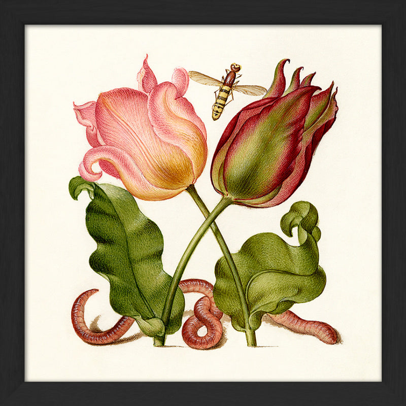 Worm and Tulips. Mini Print