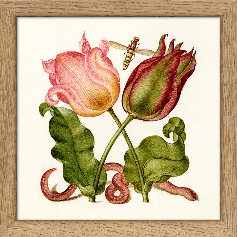 Worm and Tulips. Mini Print