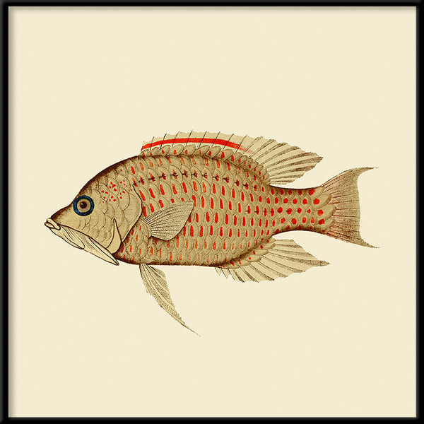 Fish. Mini Print