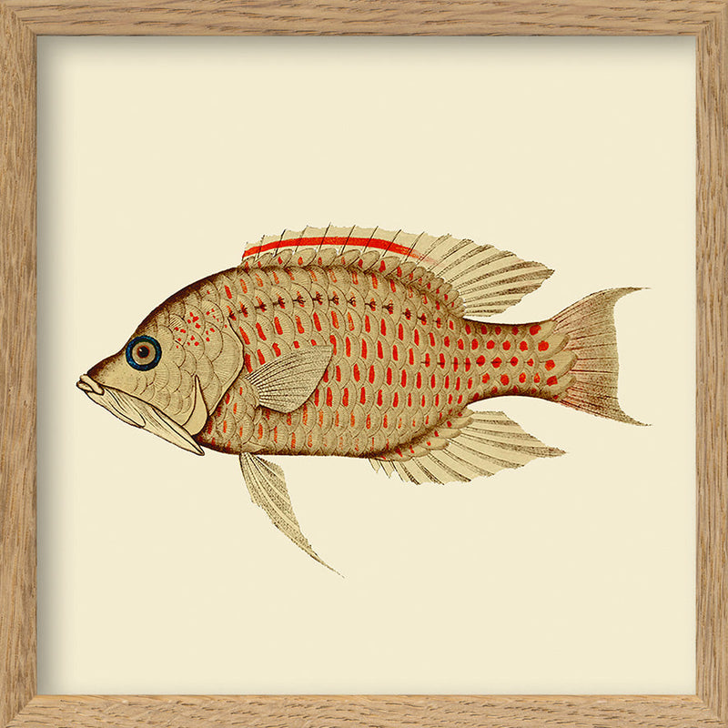Fish. Mini Print