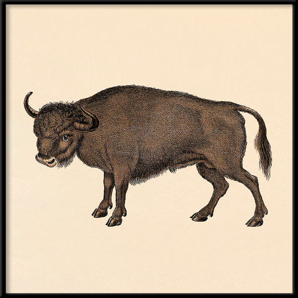 Buffalo. Mini Print