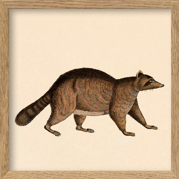 Racoon. Mini Print