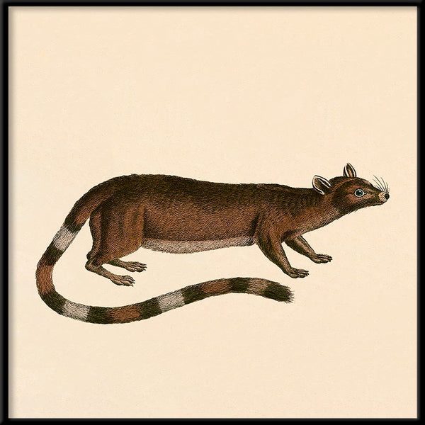 Ring-tailed cat. Mini Print