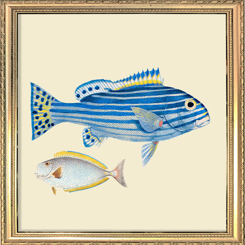 Blue striped fish and white fish. Mini Print