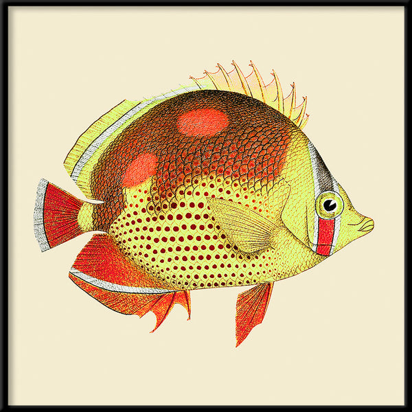 Red and yellow fish. Mini Print