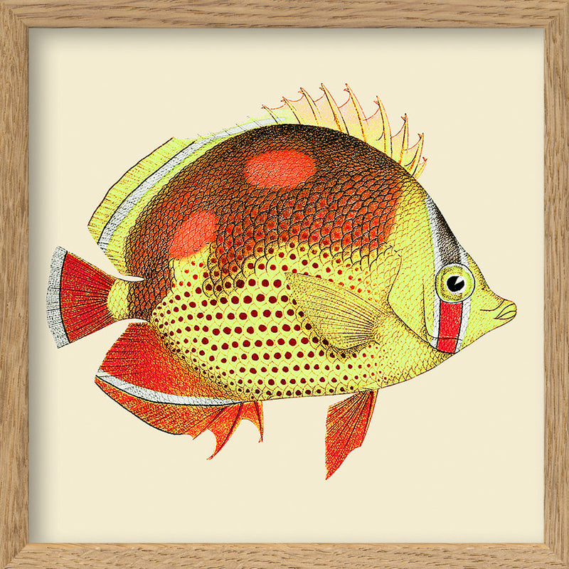 Red and yellow fish. Mini Print
