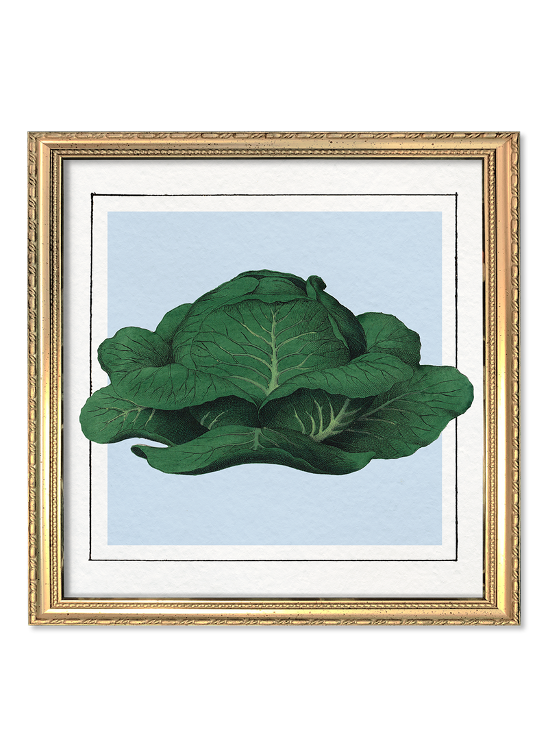 Cabbage. Mini Print