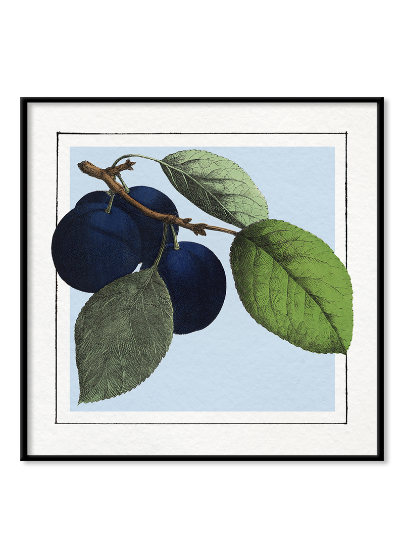 Plums. Mini Print