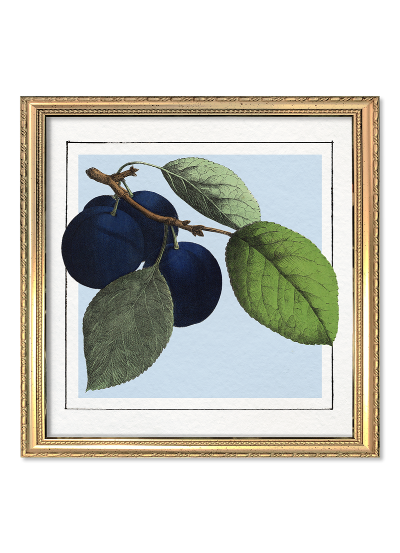 Plums. Mini Print