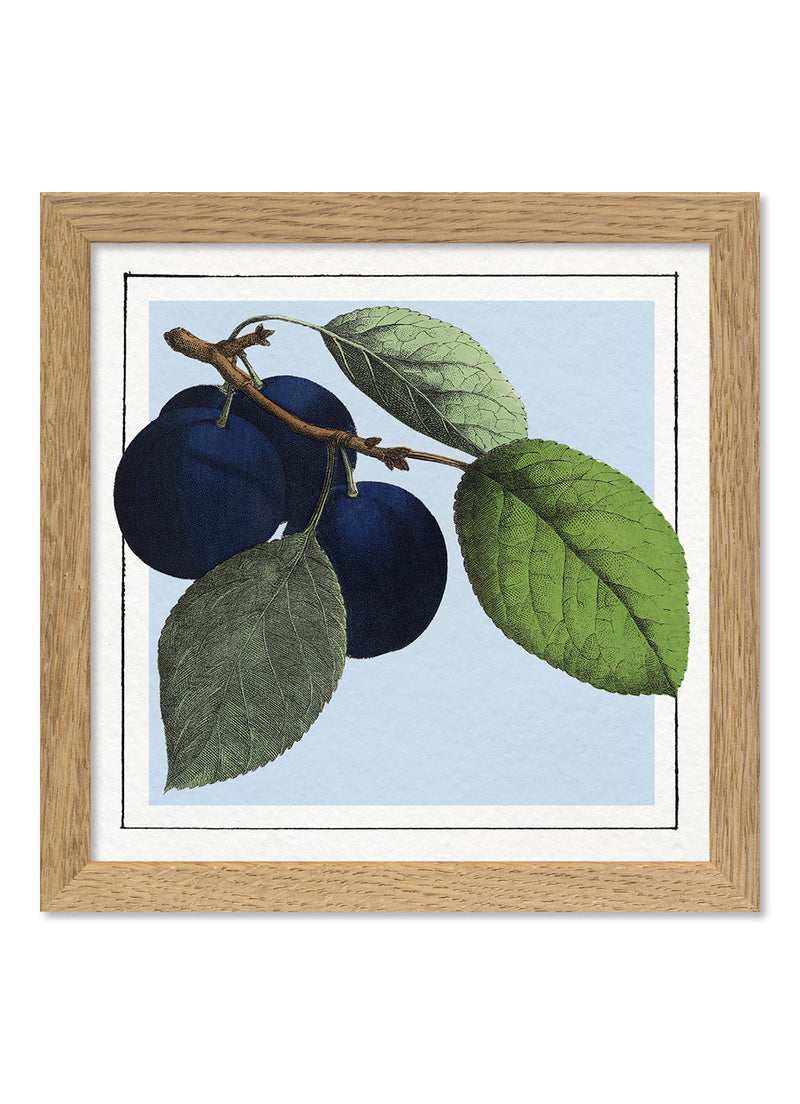 Plums. Mini Print