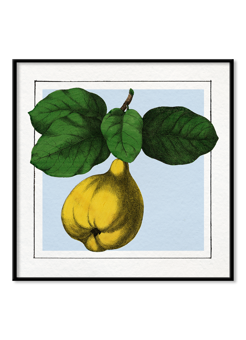 Quince. Mini Print