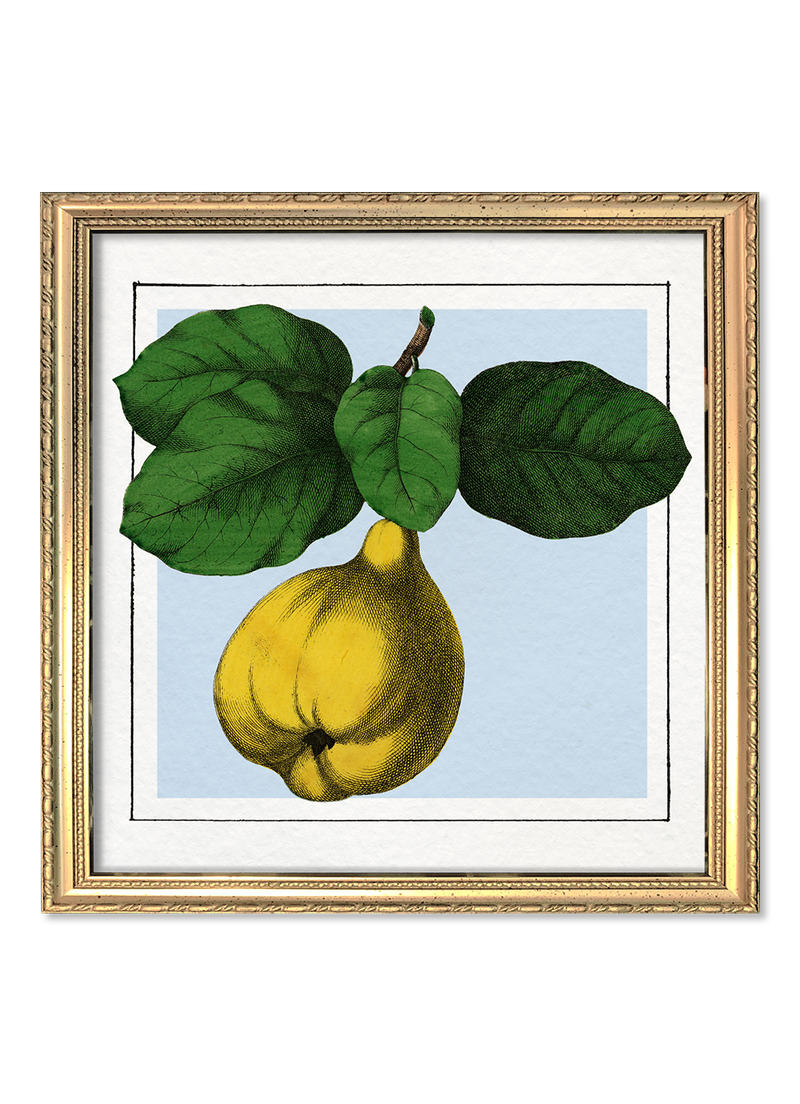 Quince. Mini Print