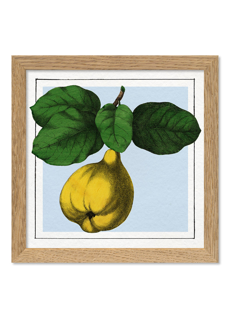 Quince. Mini Print