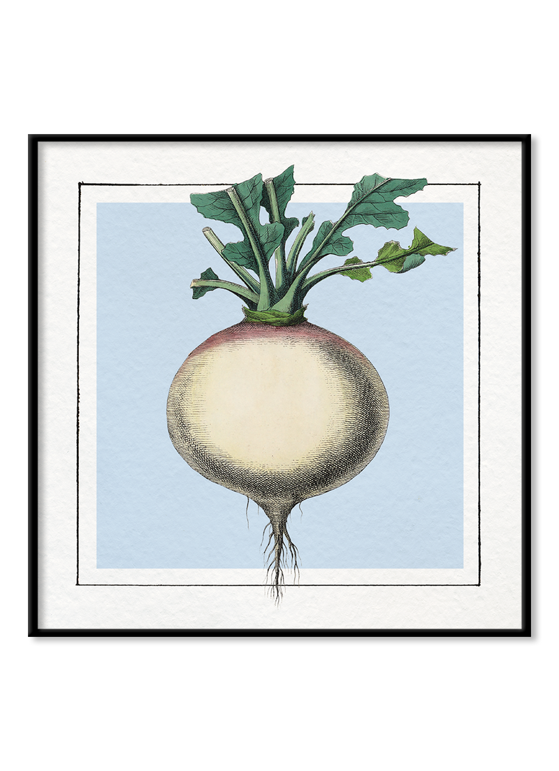 Turnip. Mini Print