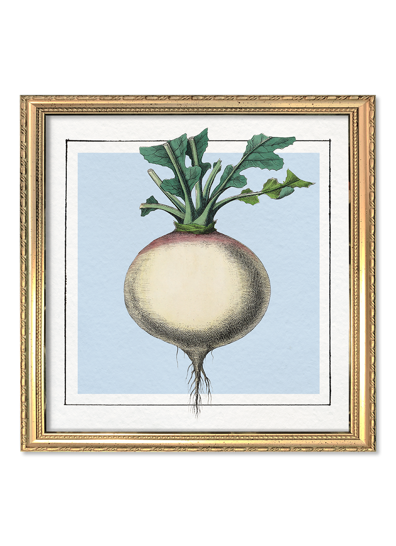 Turnip. Mini Print