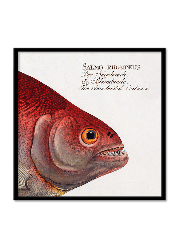 The Rhomboidal Salmon. Mini Print