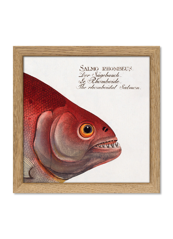 The Rhomboidal Salmon. Mini Print