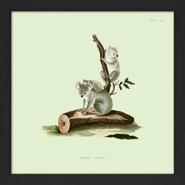 Koalas. Mini Print