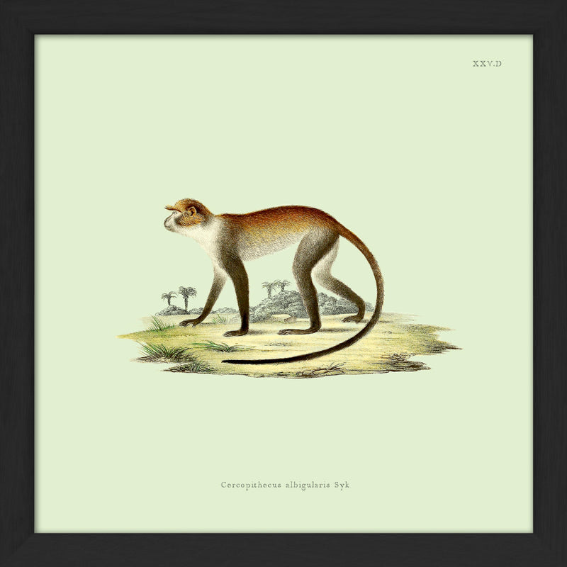 Monkey no 1. Mini Print