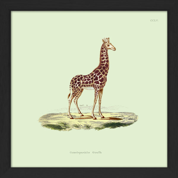 Giraffe. Mini Print