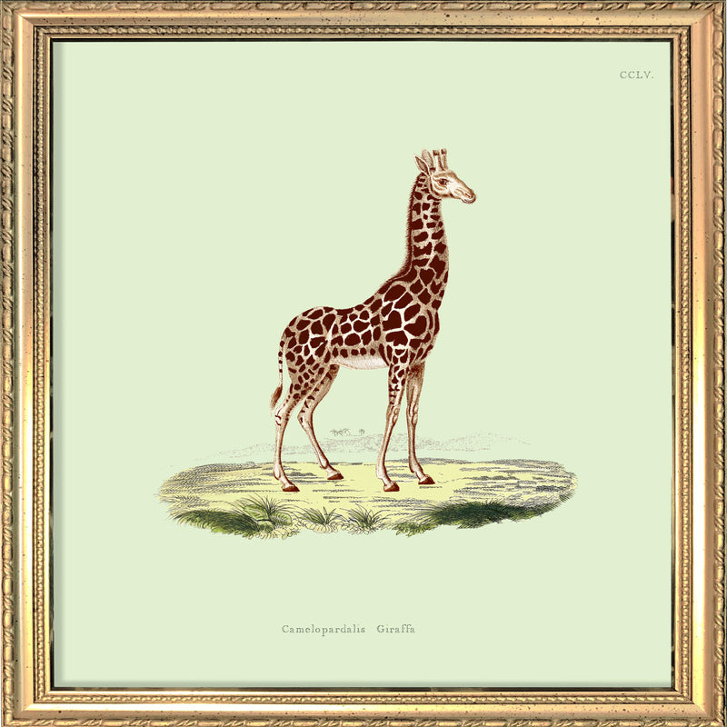 Giraffe. Mini Print