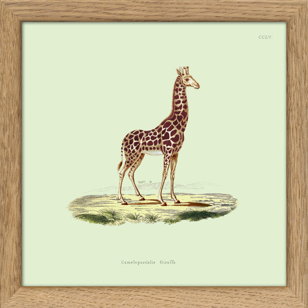 Giraffe. Mini Print