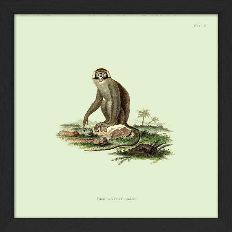 Monkey no 2. Mini Print