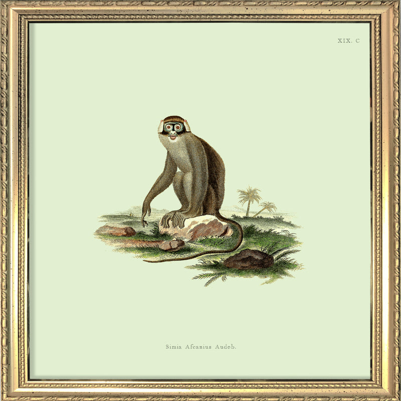 Monkey no 2. Mini Print
