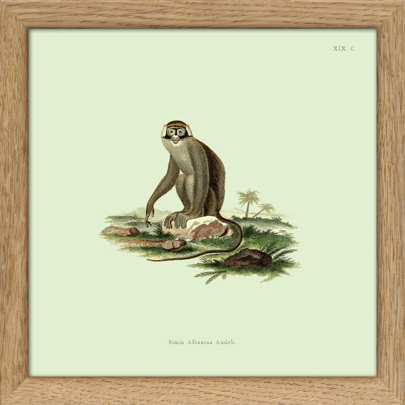 Monkey no 2. Mini Print