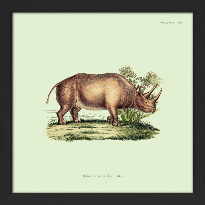 Rhinoceros. Mini Print