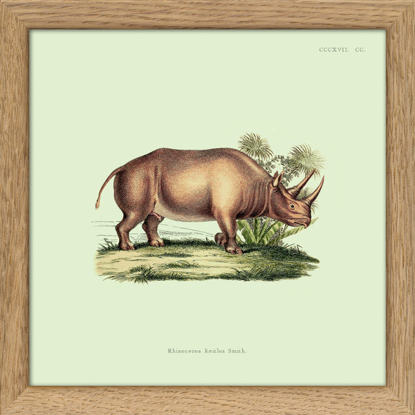 Rhinoceros. Mini Print