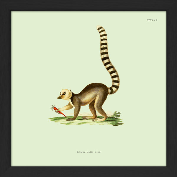 Lemur. Mini Print