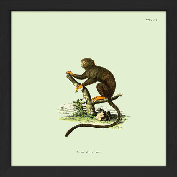 Orange Monkey. Mini Print