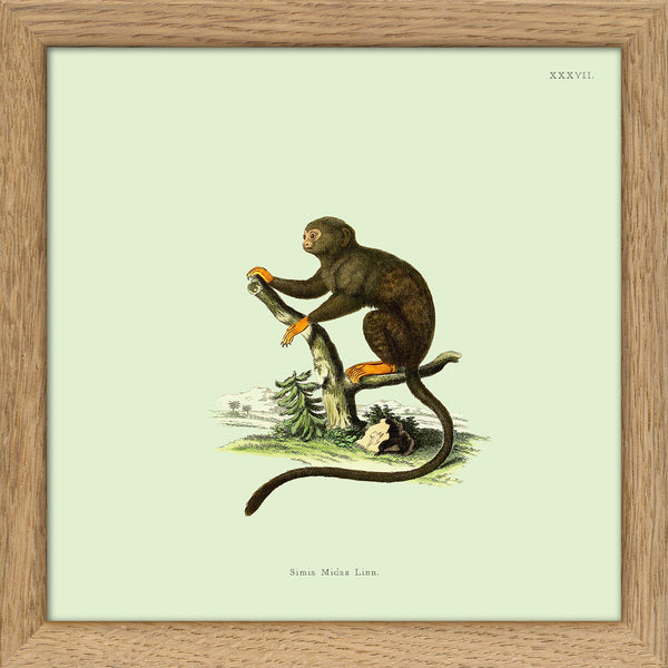 Orange Monkey. Mini Print