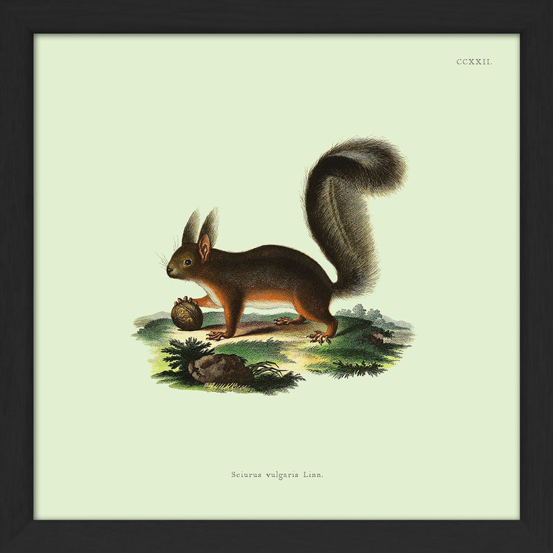 Squirrel. Mini Print