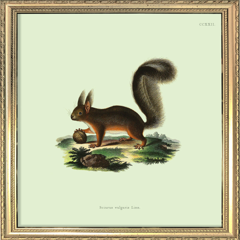 Squirrel. Mini Print